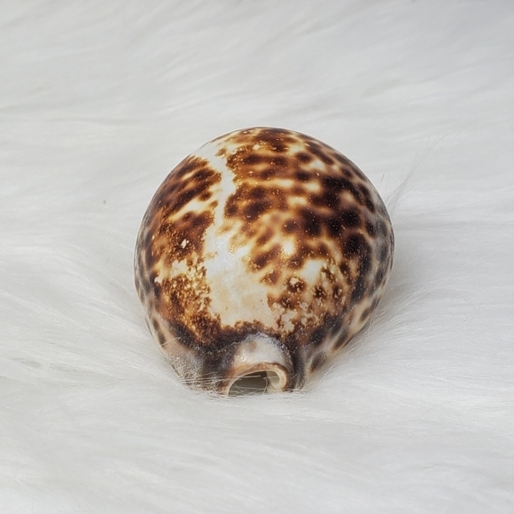 PEPPERLONELY 1PC Tiger Cowrie Sea Shells, 100% Genuine Natural Seashell‎ - Picture 3 of 8